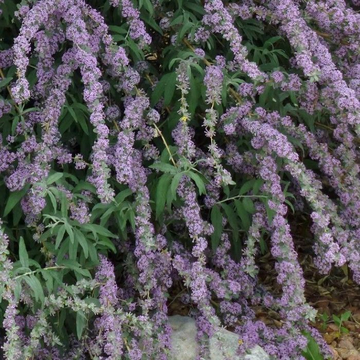 Buddleja alternifolia - Vlinderstruik