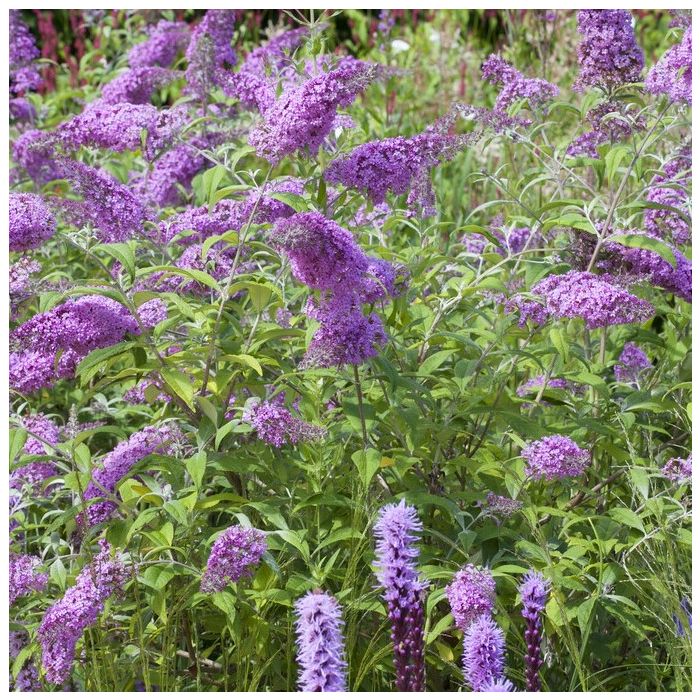 Buddleja davidii 'Border Beauty' - Vlinderstruik