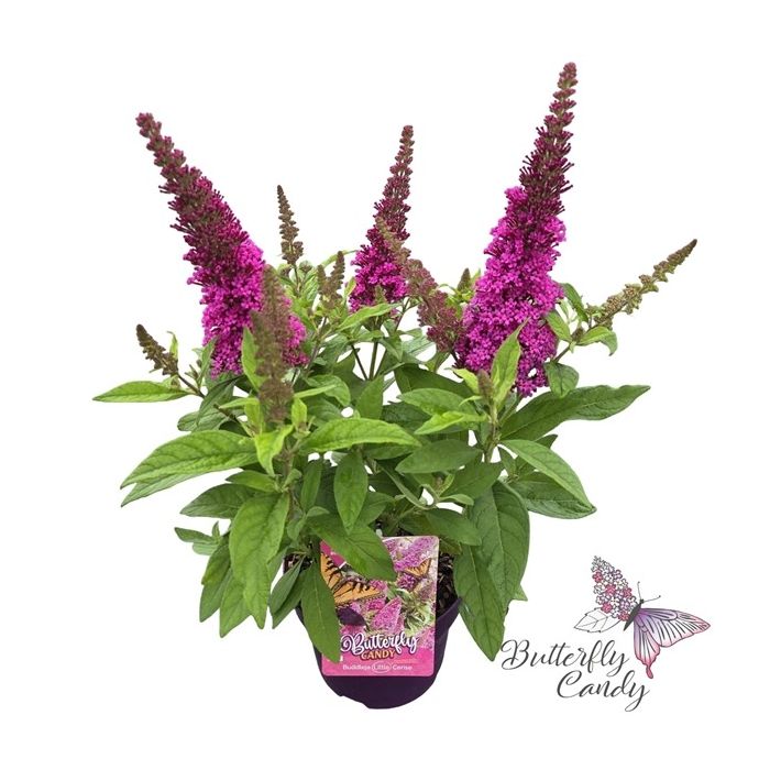 Buddleja davidii 'Little Butterfly Candy Cerise'