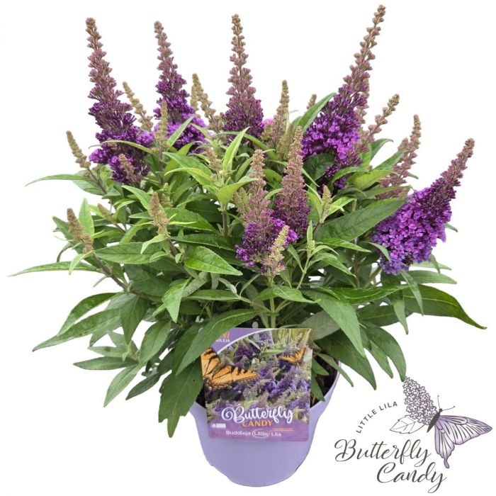 Buddleja\u0020davidii\u0020\u0027Little\u0020Butterfly\u0020Candy\u0020Lila\u0027 Buddleja\u0020davidii\u0020\u0027Little\u0020Butterfly\u0020Candy\u0020Lila\u0027