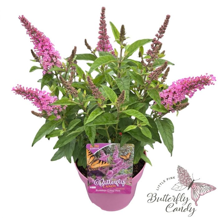 Buddleja davidii 'Little Butterfly Candy Pink'