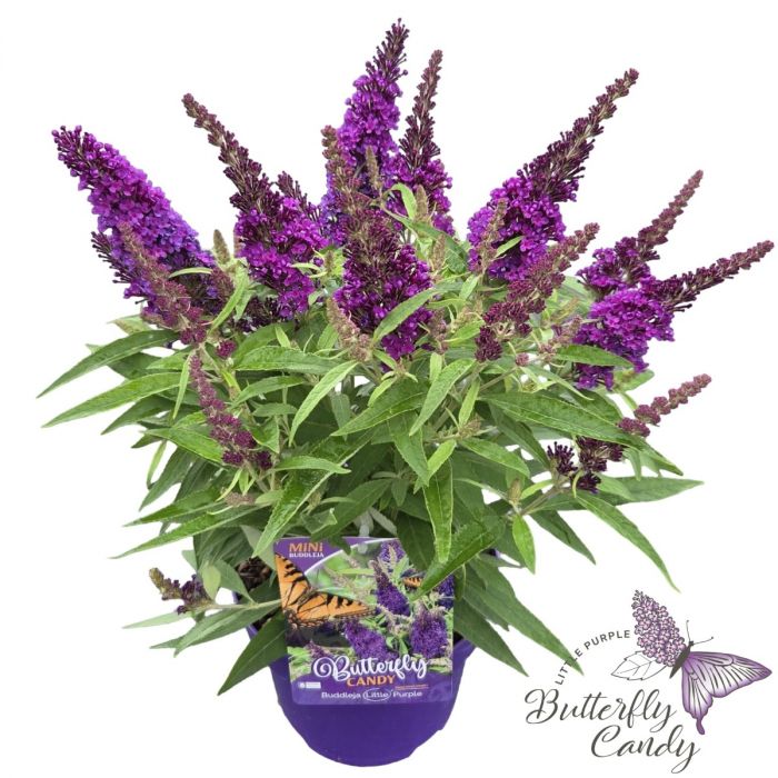 Buddleja davidii 'Little Butterfly Candy Purple'