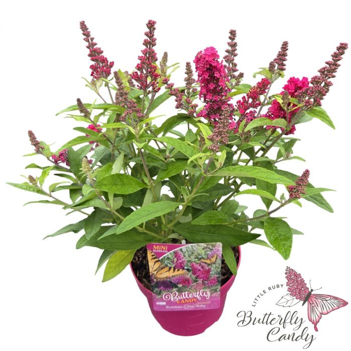 Buddleja davidii 'Little Butterfly Candy Ruby'