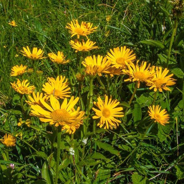 Buphthalmum\u0020salicifolium\u0020\u002D\u0020Koeienoog Buphthalmum\u0020salicifolium\u0020\u002D\u0020Koeienoog