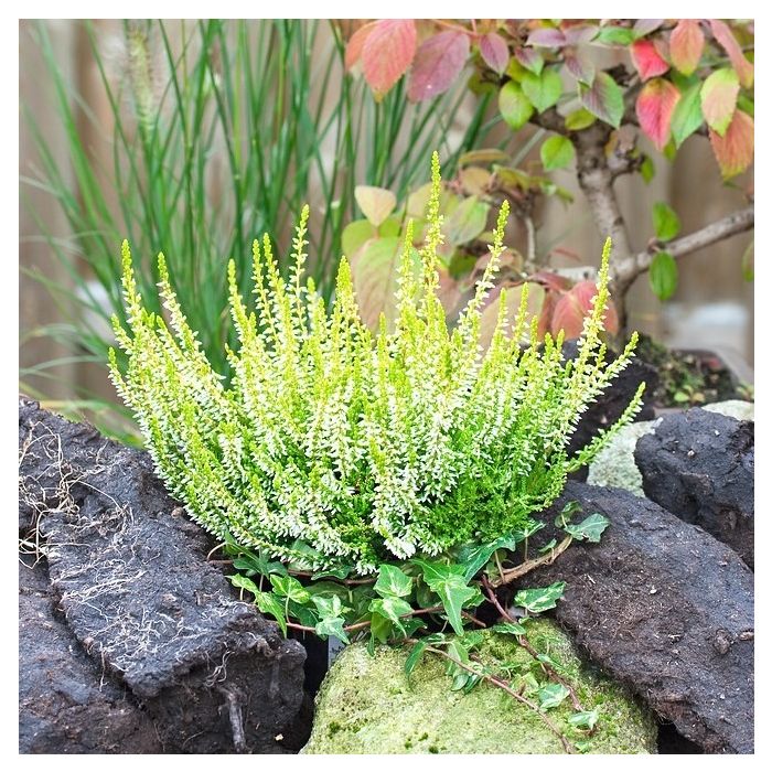 Calluna vulgaris ‘Sandy’ – Struikheide