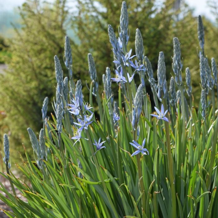 Camassia\u0020leichtlinii\u0020\u0027Caerulea\u0027\u0020\u002D\u0020Prairielelie\u0020of\u0020Indianenbloem Camassia\u0020leichtlinii\u0020\u0027Caerulea\u0027\u0020\u002D\u0020Prairielelie\u0020of\u0020Indianenbloem