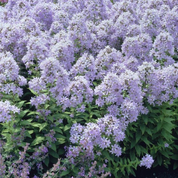 Campanula lactiflora 'Pouffe' - Klokjesbloem