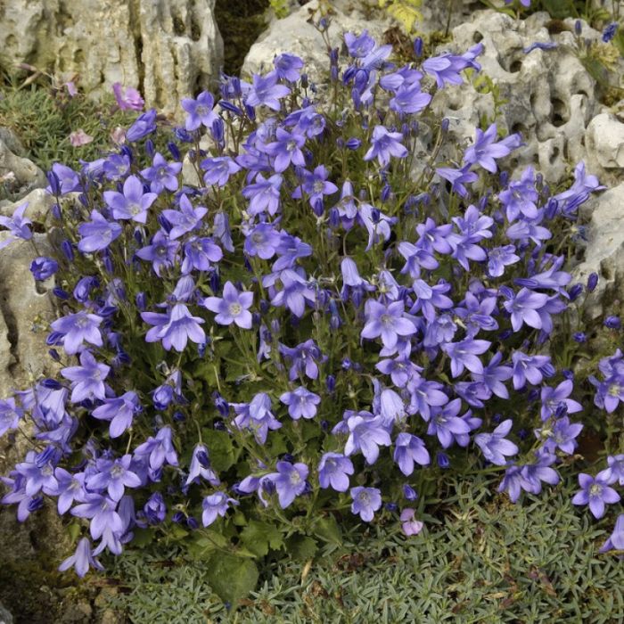 Campanula\u0020pyramidalis\u0020\u002D\u0020Klokjesbloem Campanula\u0020pyramidalis\u0020\u002D\u0020Klokjesbloem