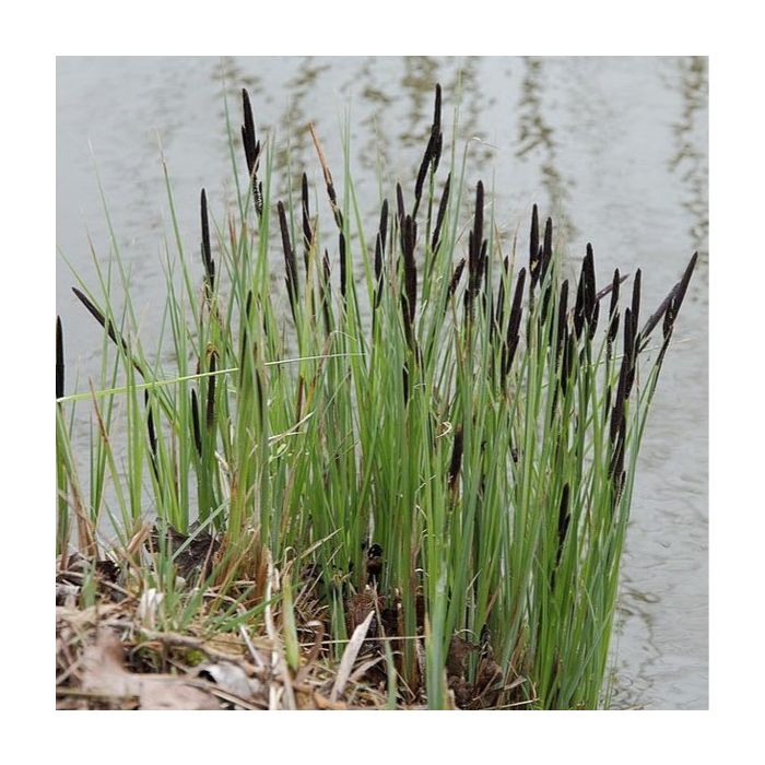 Carex acutiformis - Moeraszegge