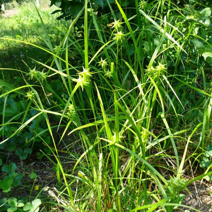 Carex grayi - Morgensterzegge