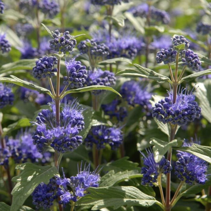 Caryopteris clandonensis 'Grand Bleu' - Baardbloem