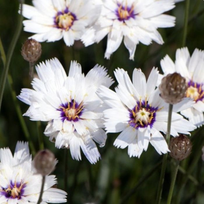 Catananche caerulea 'Alba' - Blauwe Strobloem