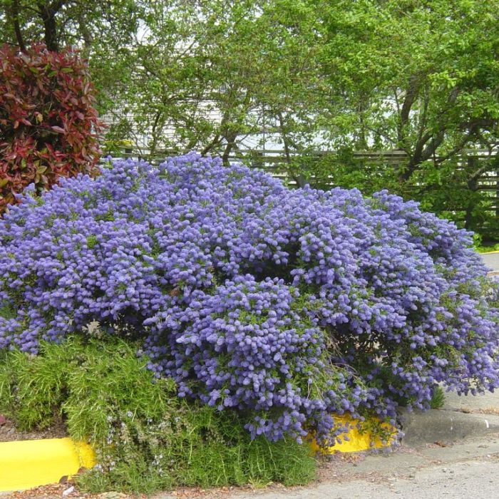 Ceanothus\u0020\u0027Julia\u0020Phelps\u0027\u0020\u002D\u0020Amerikaanse\u0020Sering Ceanothus\u0020\u0027Julia\u0020Phelps\u0027\u0020\u002D\u0020Amerikaanse\u0020Sering