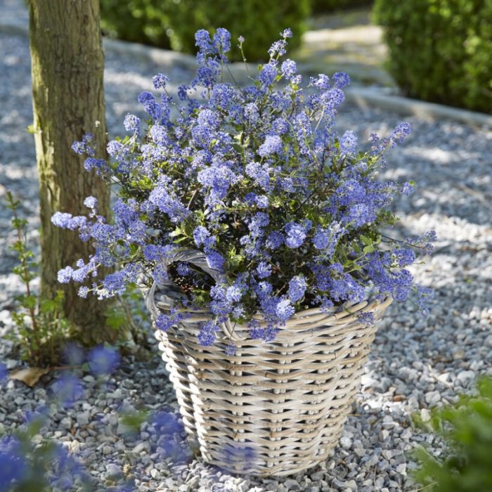 Ceanothus 'Blue Sapphire' - Amerikaanse Sering