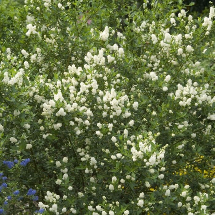Ceanothus\u0020thyrsiflorus\u0020\u0027Millerton\u0020Point\u0027\u0020\u002D\u0020Amerikaanse\u0020Sering Ceanothus\u0020thyrsiflorus\u0020\u0027Millerton\u0020Point\u0027\u0020\u002D\u0020Amerikaanse\u0020Sering