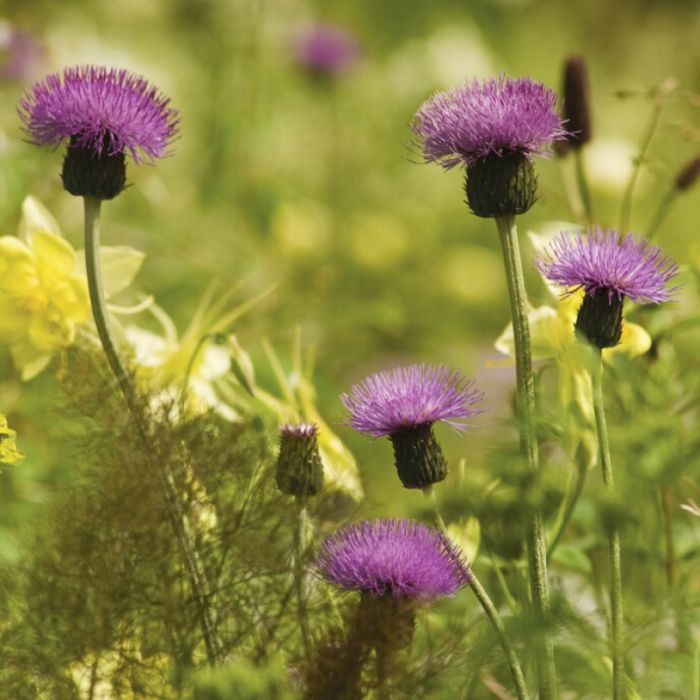 Centaurea nigra - Korenbloem
