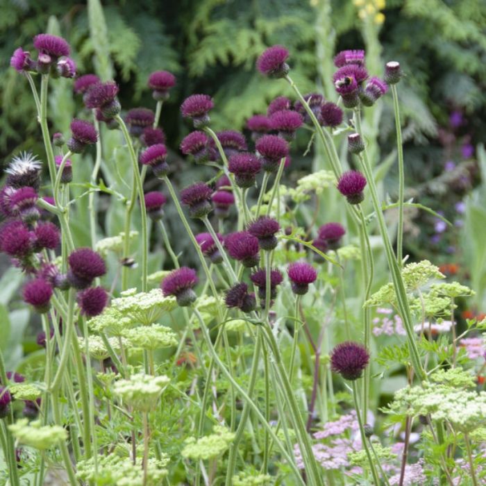 Centaurea\u0020atropurpurea\u0020\u002D\u0020Korenbloem Centaurea\u0020atropurpurea\u0020\u002D\u0020Korenbloem