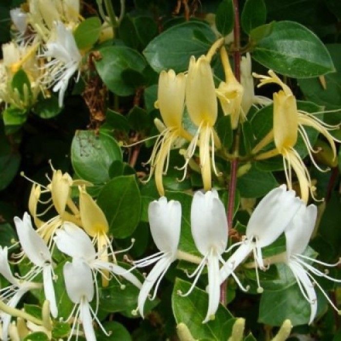 Lonicera japonica 'Halliana' - Kamperfoelie