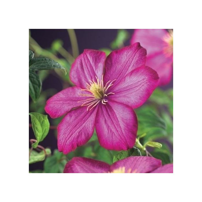 Clematis jackmanii 'Ville de Lyon' - Bosrank
