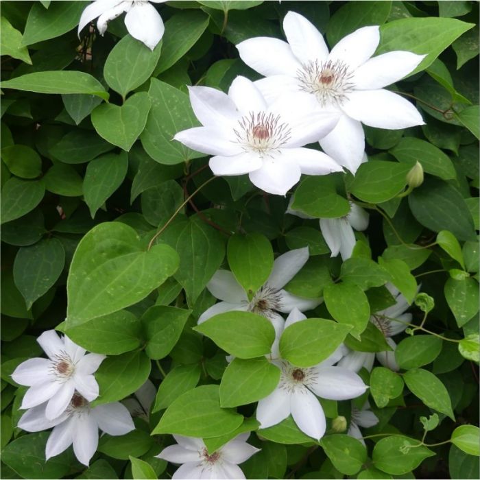 Clematis 'Miss Bateman' - Bosrank