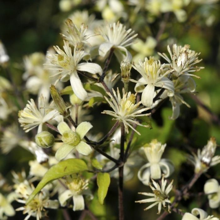 Clematis\u0020\u0027Vitalba\u0027\u0020\u002D\u0020Bosrank Clematis\u0020\u0027Vitalba\u0027\u0020\u002D\u0020Bosrank