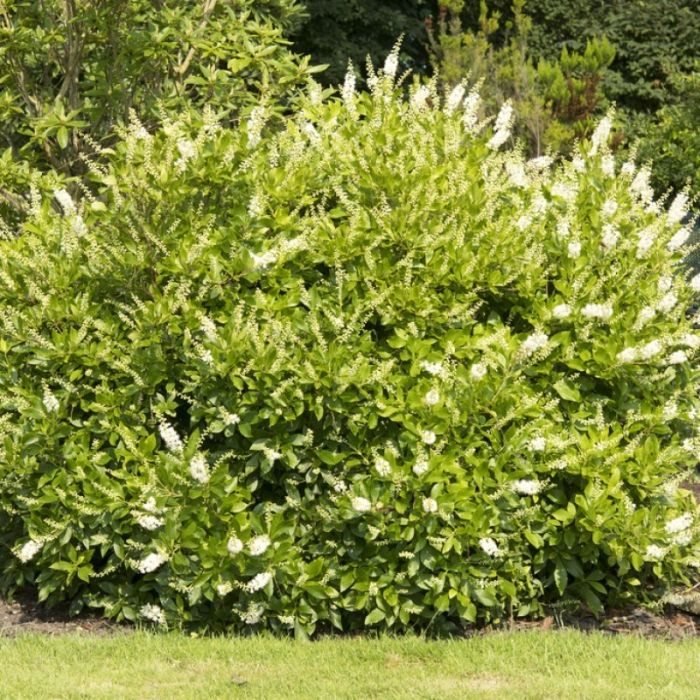 Clethra\u0020alnifolia\u0020\u002D\u0020Schijnels Clethra\u0020alnifolia\u0020\u002D\u0020Schijnels