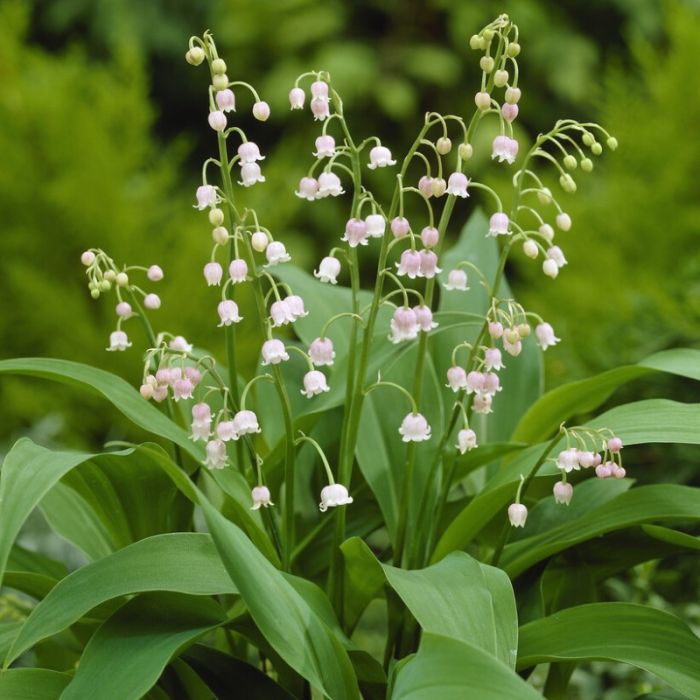 Convallaria\u0020majalis\u0020\u0027Rosea\u0027\u0020\u002D\u0020Lelietje\u002Dvan\u002Ddalen Convallaria\u0020majalis\u0020\u0027Rosea\u0027\u0020\u002D\u0020Lelietje\u002Dvan\u002Ddalen