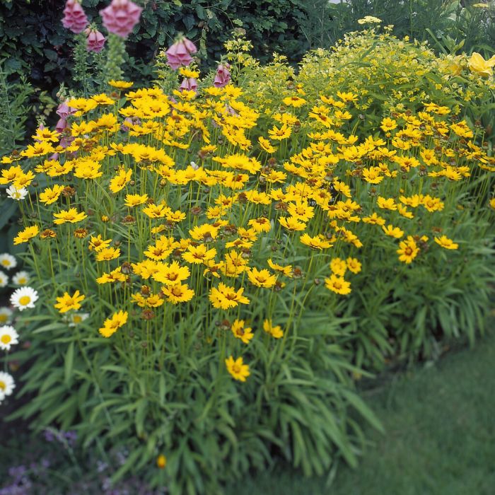 Coreopsis lanceolata 'Sterntaler' - Meisjesogen
