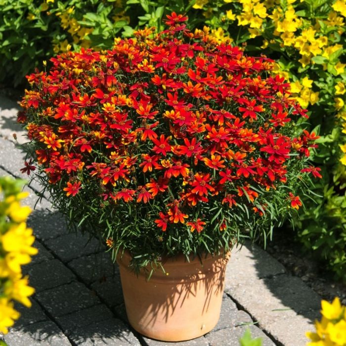 Coreopsis\u0020verticillata\u0020\u0027Ladybird\u0027\u0020\u002D\u0020Meisjesogen Coreopsis\u0020verticillata\u0020\u0027Ladybird\u0027\u0020\u002D\u0020Meisjesogen