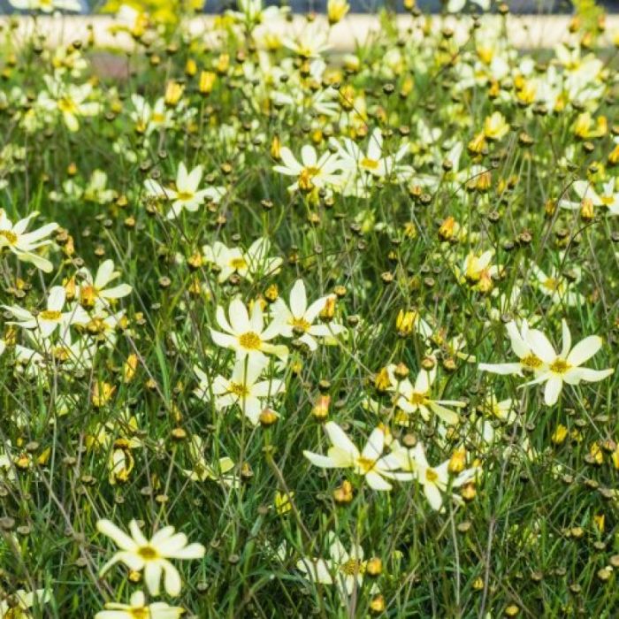 Coreopsis verticillata 'Moonbeam' - Meisjesogen