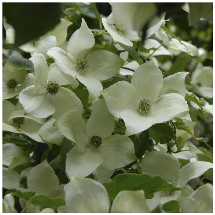 Cornus kousa 'Chinensis' - Japanse Kornoelje