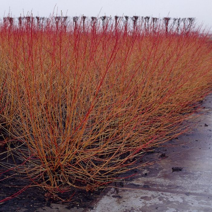 Cornus sanguinea 'Midwinter Fire' - Kornoelje 