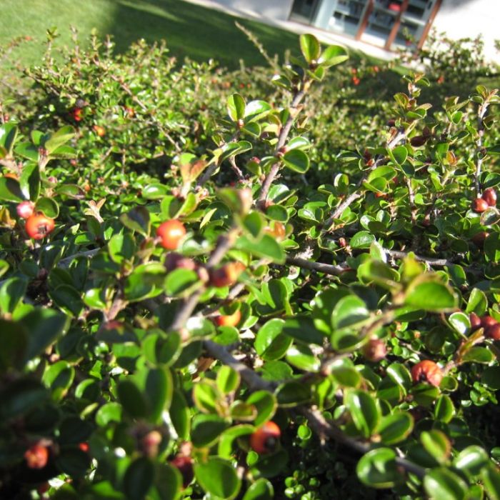 Cotoneaster\u0020horizontalis\u0020\u002D\u0020Dwergmispel Cotoneaster\u0020horizontalis\u0020\u002D\u0020Dwergmispel