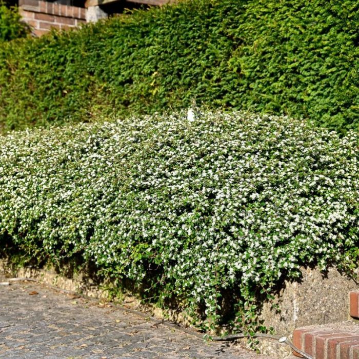Cotoneaster suecicus 'Skogholm' - Dwergmispel