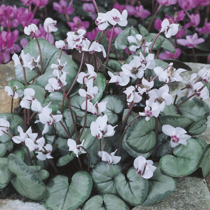 Cyclamen coum 'Album' - Alpenviooltje