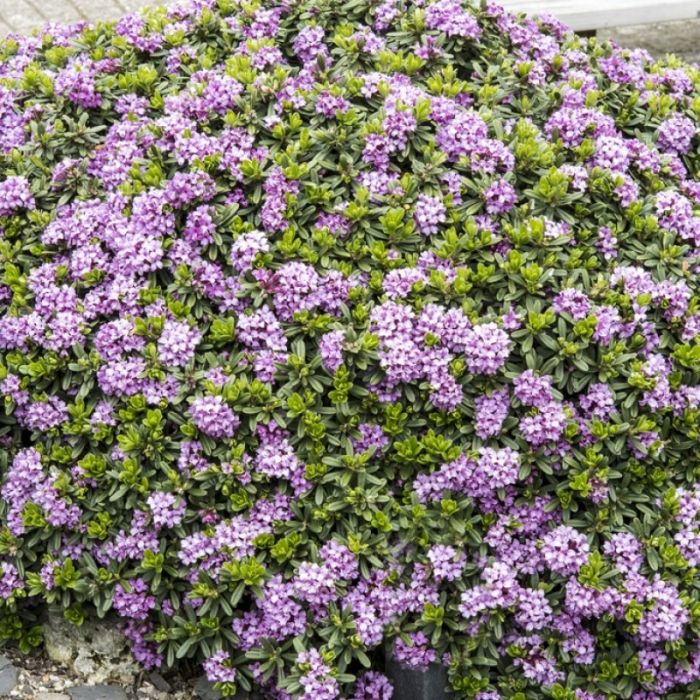 Daphne x susannae 'Anton fahndrich' - Peperboompje