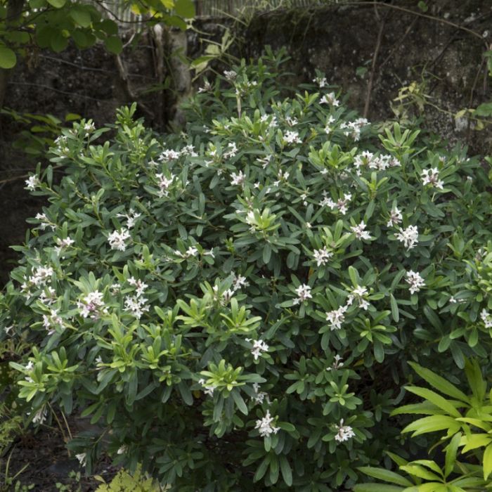 Daphne transatlantica 'Eternal Fragrance' - Dwergpeperboompje