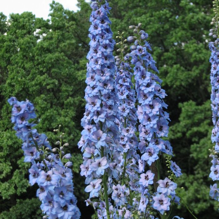 Delphinium\u0020\u0027Magic\u0020Fountains\u0020Sky\u0020Blue\u0027\u0020\u002D\u0020Ridderspoor Delphinium\u0020\u0027Magic\u0020Fountains\u0020Sky\u0020Blue\u0027\u0020\u002D\u0020Ridderspoor