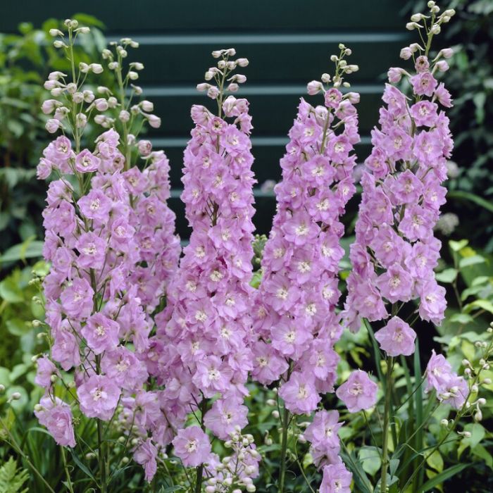 Delphinium\u0020\u2018Magic\u0020Fountain\u0020Pink\u0020Shades\u0027\u0020\u002D\u0020Ridderspoor Delphinium\u0020\u2018Magic\u0020Fountain\u0020Pink\u0020Shades\u0027\u0020\u002D\u0020Ridderspoor