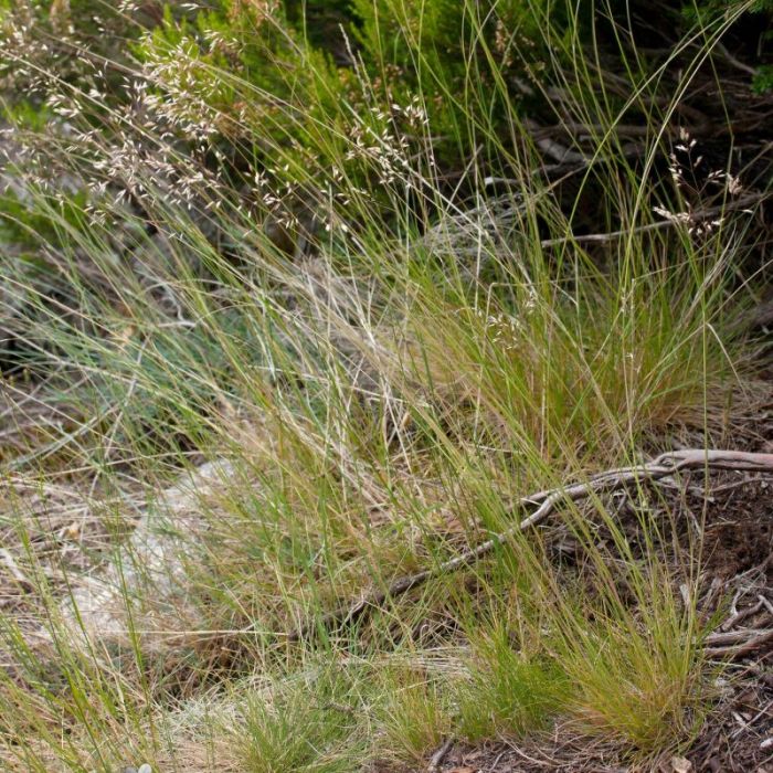 Deschampsia flexuosa - Bochtige Smele