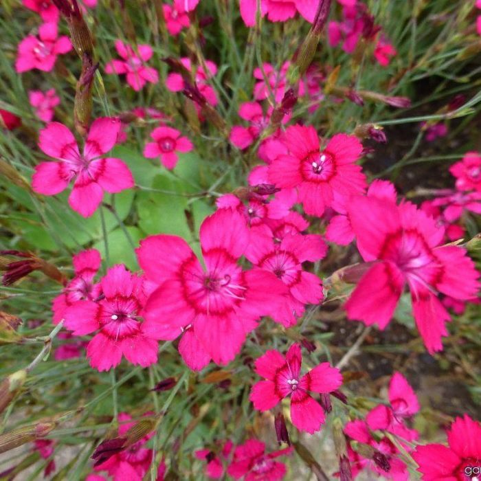 Dianthus deltoides Brilliant - Steenanjer