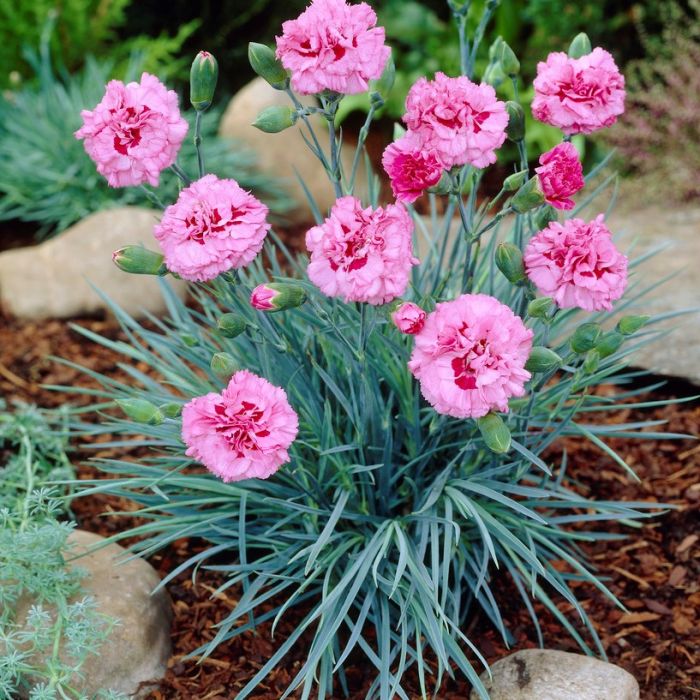 Dianthus plumarius 'Double Rose' - Grasanjer