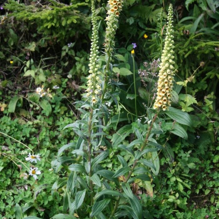Digitalis\u0020ferruginea\u0020\u0027Gelber\u0020Herold\u0027\u0020\u002D\u0020Vingerhoedskruid\u0020 Digitalis\u0020ferruginea\u0020\u0027Gelber\u0020Herold\u0027\u0020\u002D\u0020Vingerhoedskruid\u0020
