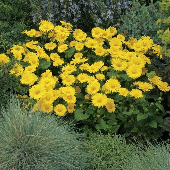 Doronicum\u0020orientale\u0020Leonardo Doronicum\u0020orientale\u0020Leonardo