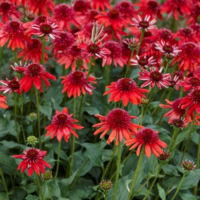 Echinacea 'Eccentric' - Zonnehoed