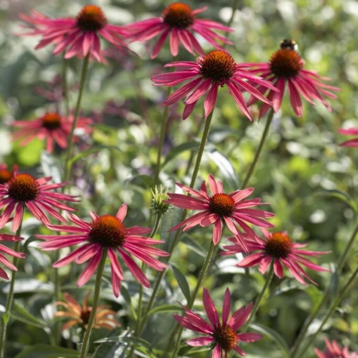 Echinacea\u0020\u0027Hot\u0020Summer\u0027\u0020\u002D\u0020Zonnehoed Echinacea\u0020\u0027Hot\u0020Summer\u0027\u0020\u002D\u0020Zonnehoed
