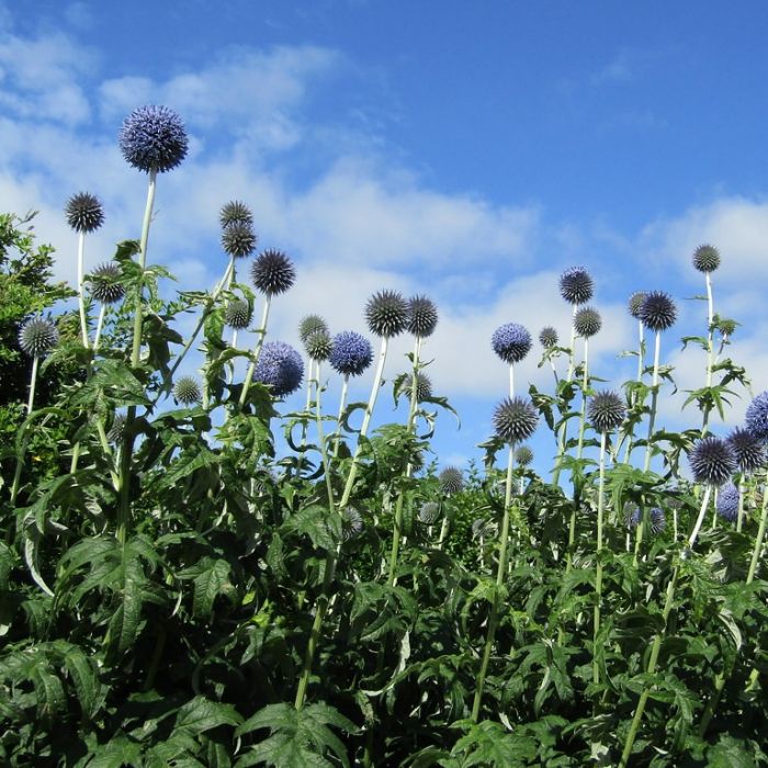 Echinops bannaticus 'Taplow Blue' - Kogeldistel