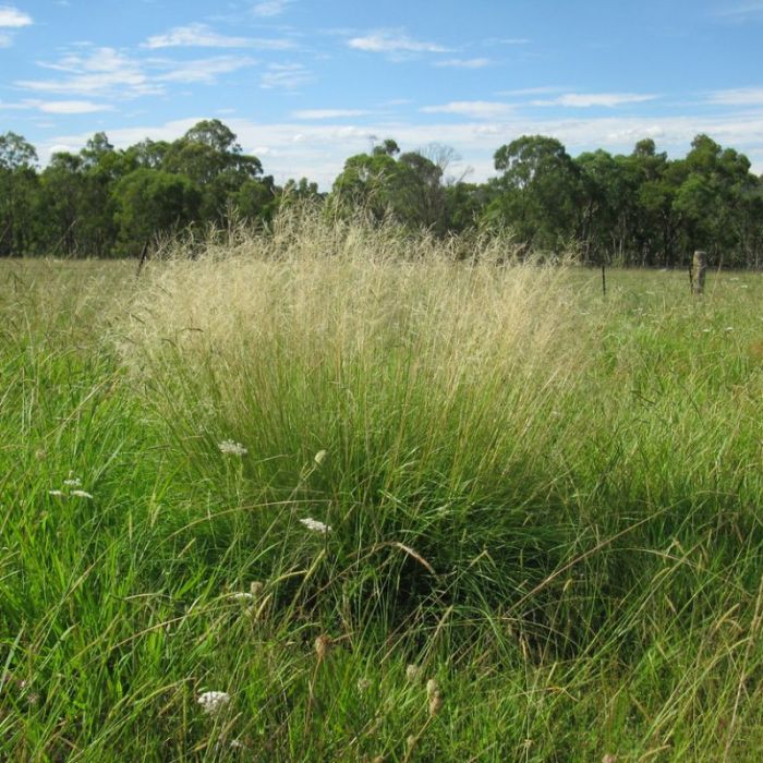 Eragrostis\u0020curvula\u0020\u002D\u0020Liefdesgras\u0020 Eragrostis\u0020curvula\u0020\u002D\u0020Liefdesgras\u0020