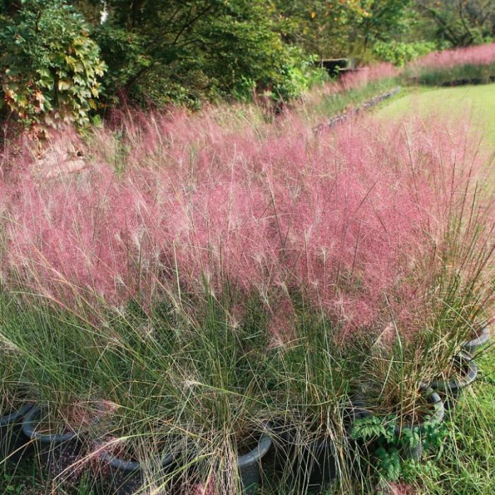 Eragrostis spectabilis