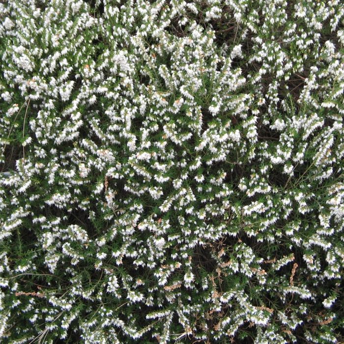 Erica darleyensis 'Silberschmelze' - Winterheide